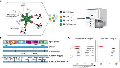 A flow cytometry-based neutralization assay for simultaneous evaluation of blocking antibodies against SARS-CoV-2 variants